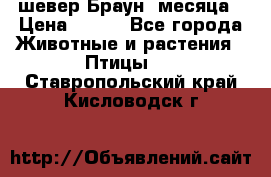 шевер Браун 2месяца › Цена ­ 200 - Все города Животные и растения » Птицы   . Ставропольский край,Кисловодск г.